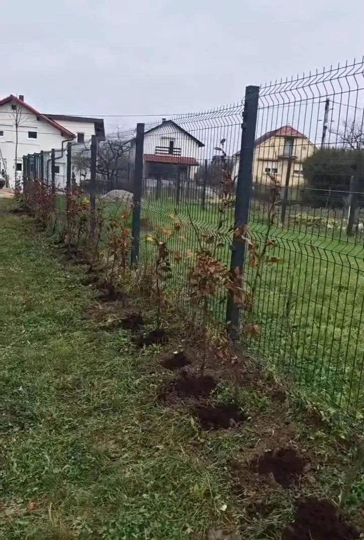 Novoposađene sadnice graba u redu uz ogradu za buduću živicu