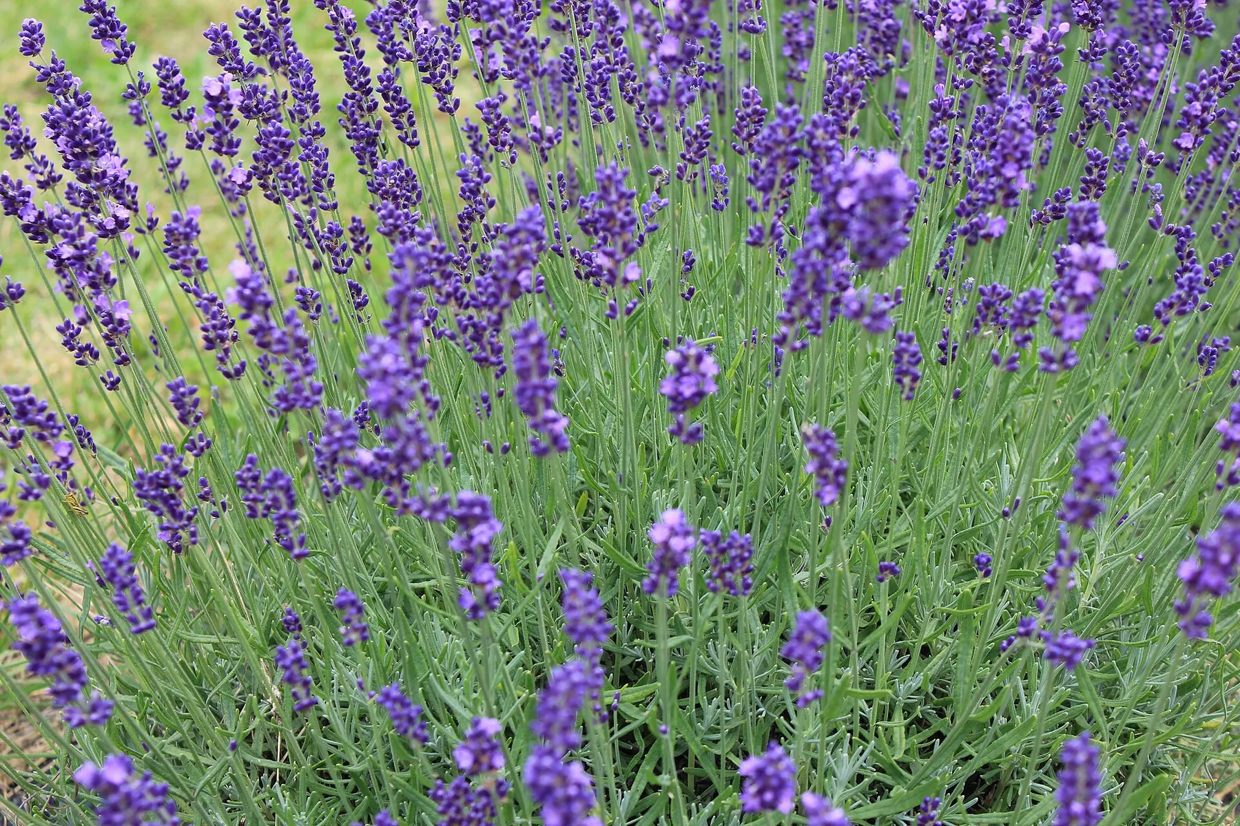 Cvatuća lavanda izbliza