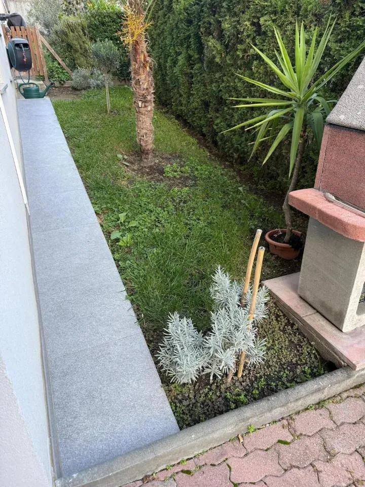 Malo dvorište s palmom, juka u posudi, maslinom i mladom santolinom